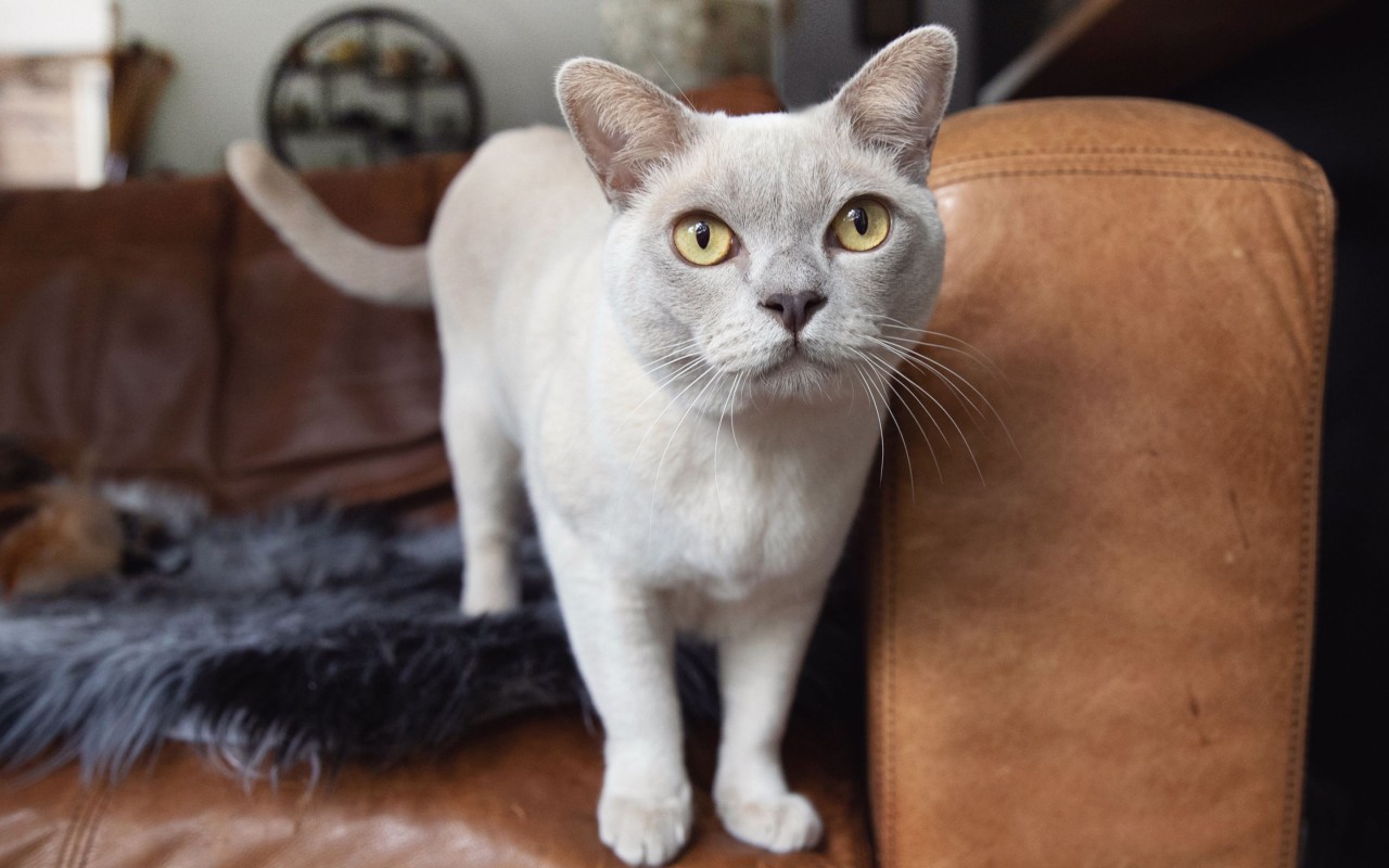 gatto di colore grigio argento