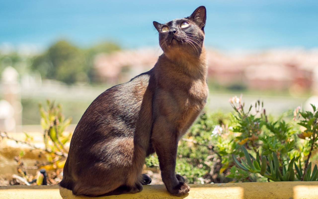 gatto in balcone