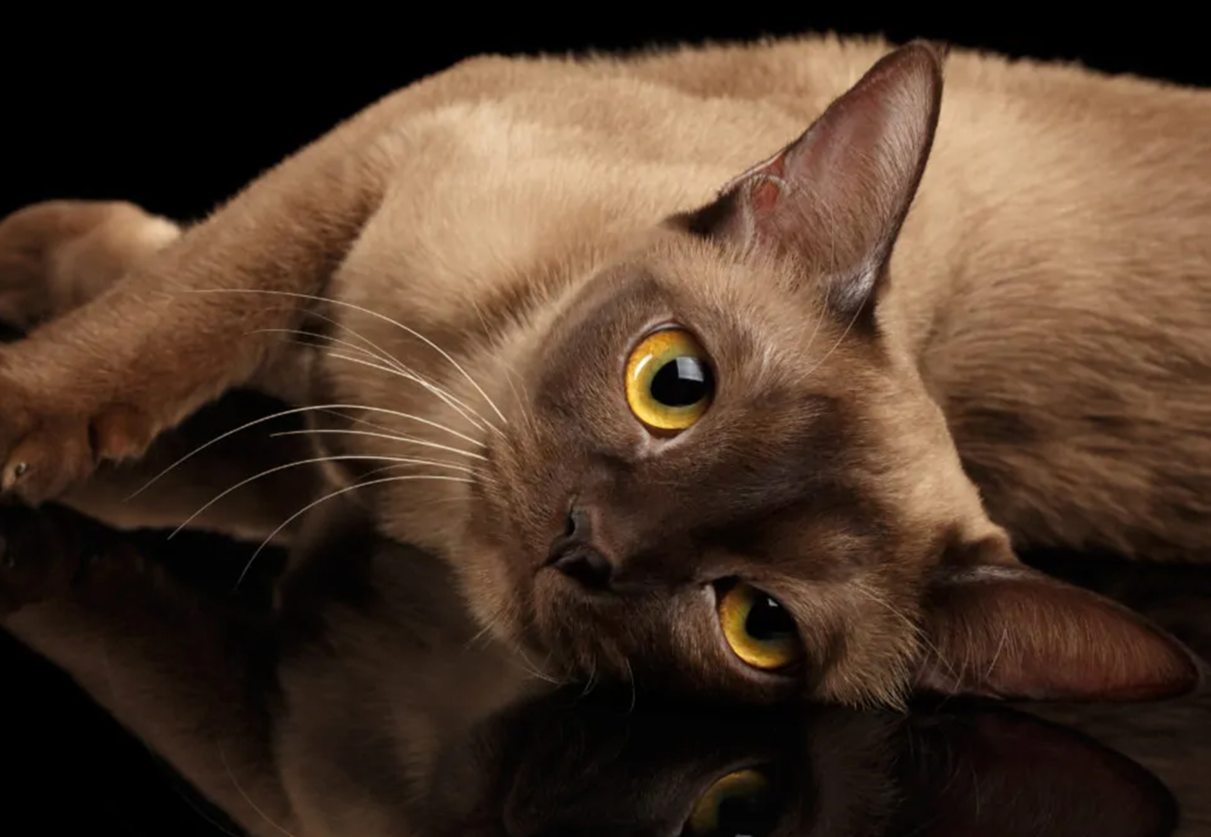 gatto con occhi gialli