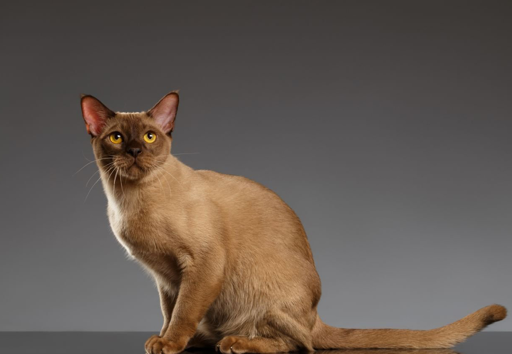 gatto burmese marrone