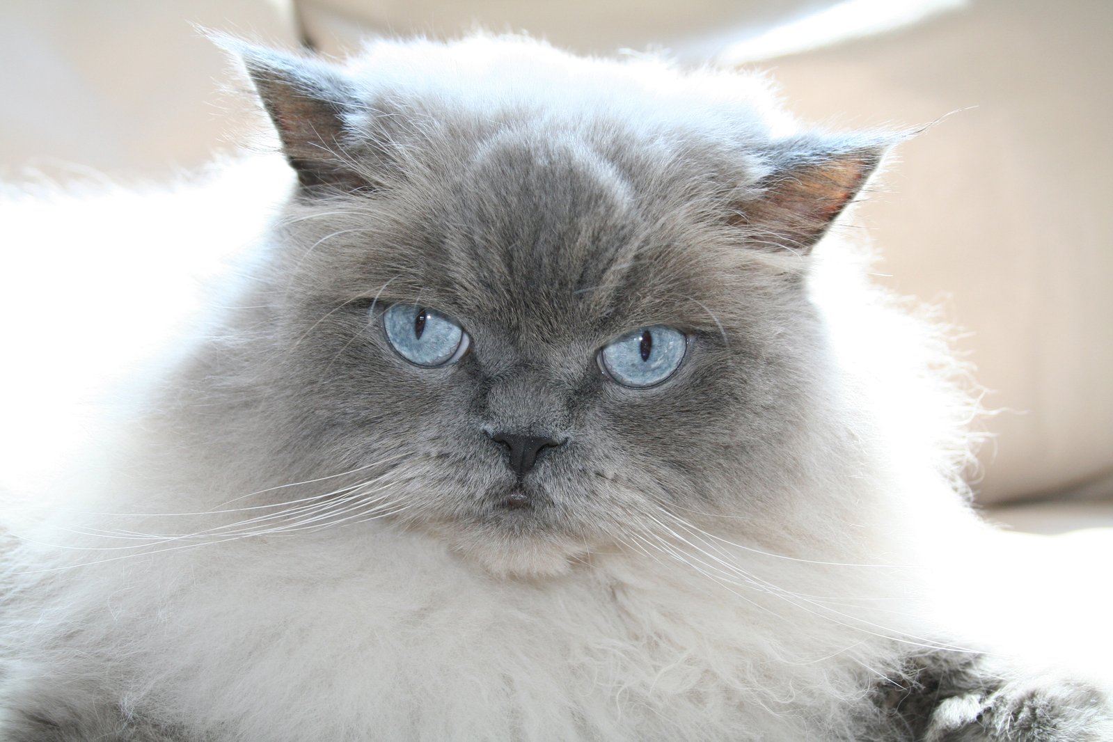 gatto himalayano grigio con occhi azzurri