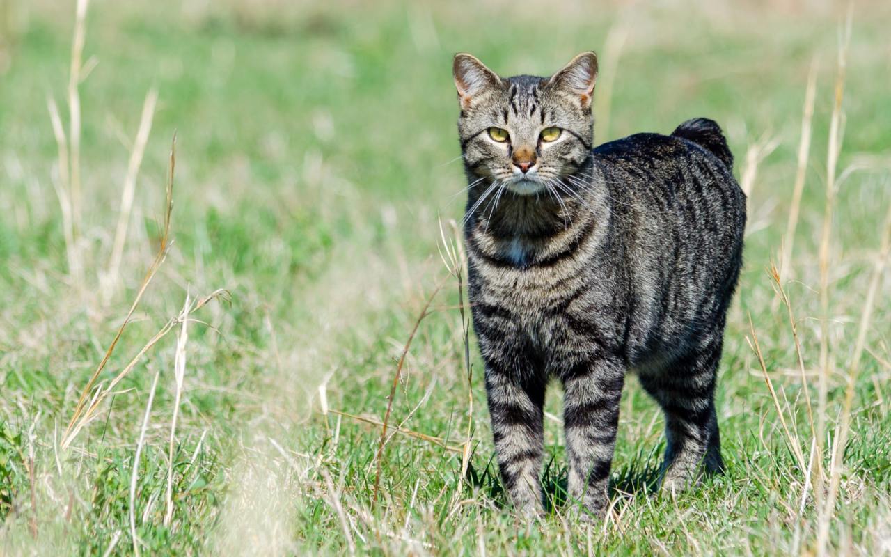 gatto selvatico in piedi sul prato