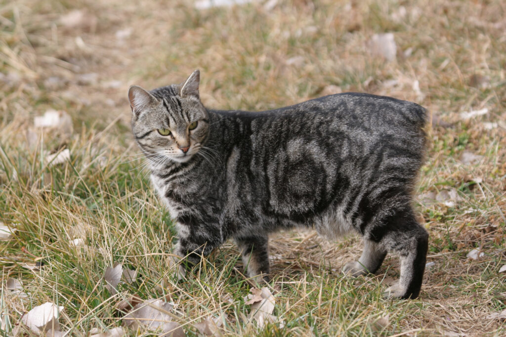 gatto tigrato che passeggia tra l'erba secca