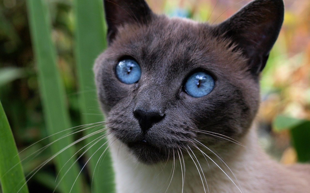 gatto con gli occhi blu