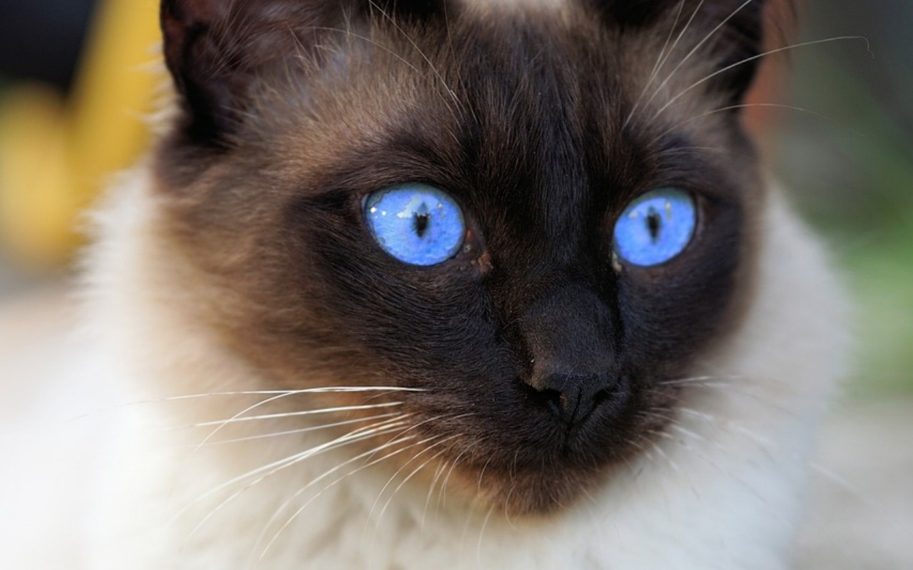 gatto occhi blu