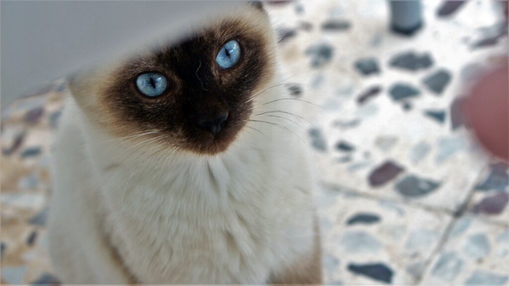 gatto sotto al tavolo