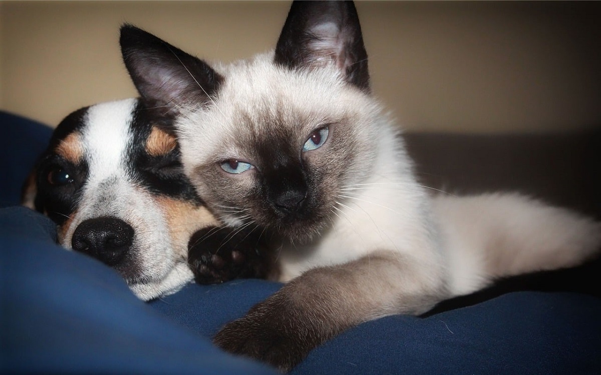 gatto siamese con cane