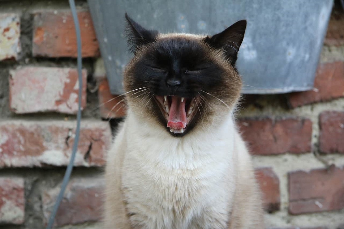 gatto siamese