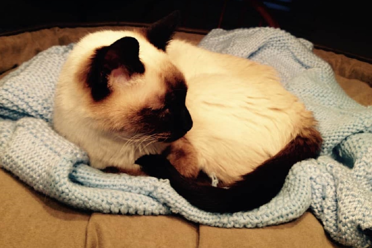 siamese sdraiato su coperta