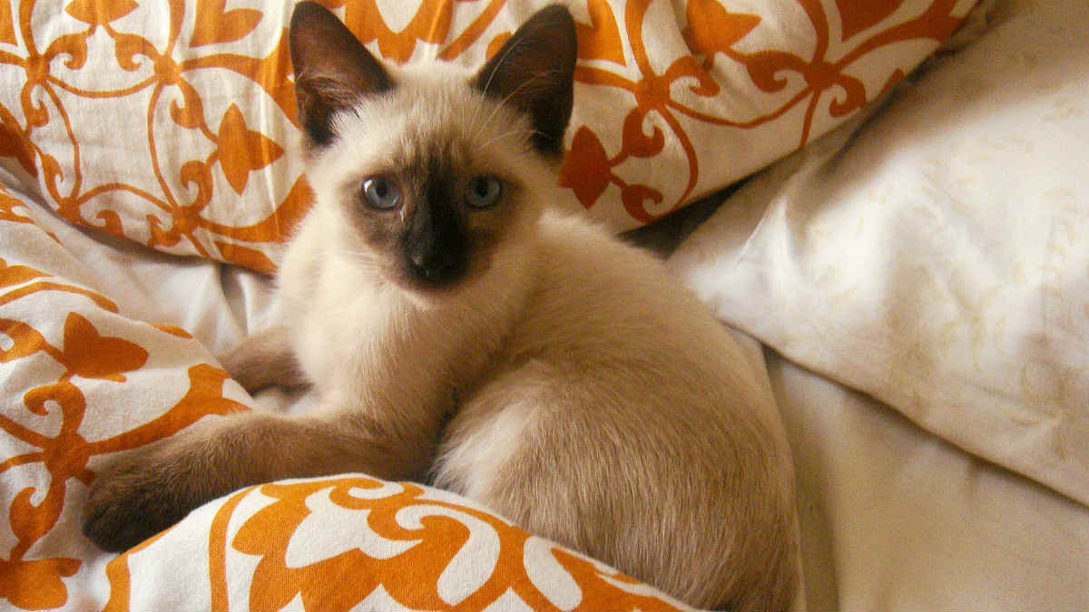 gattino siamese su letto