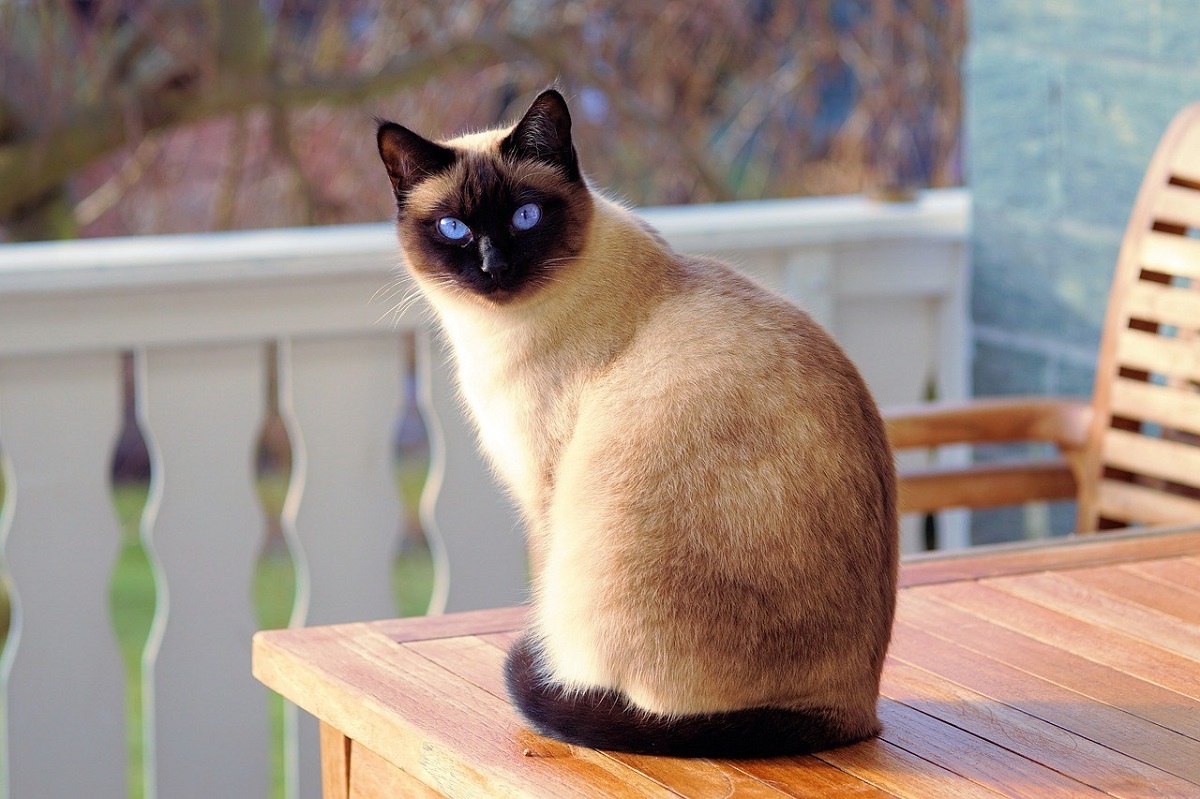 Gatto Siamese: quanto vive in media?