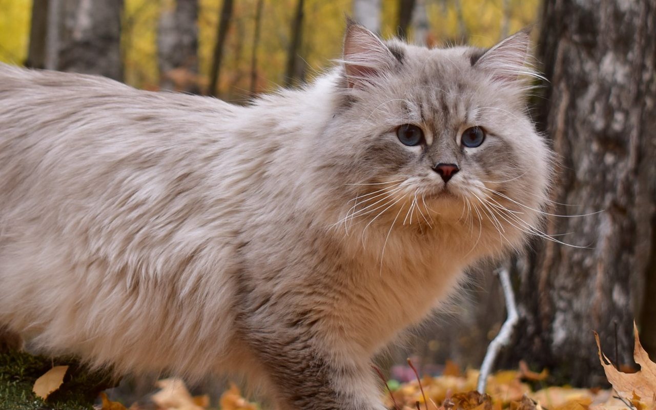 gatto che cammina nel bosco