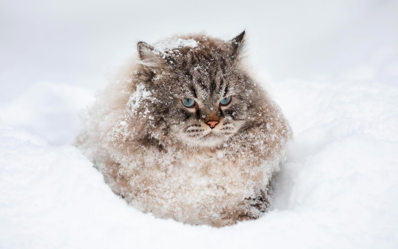 gatto buffo nella neve