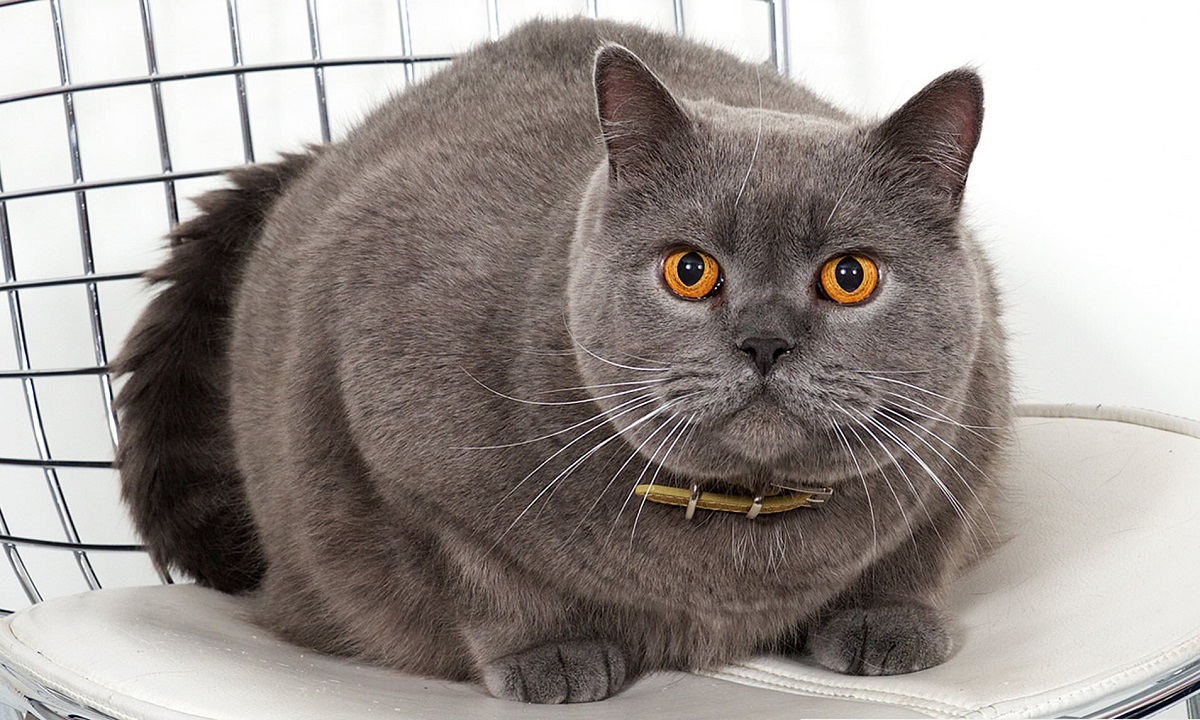 gatta british shorthair incinta