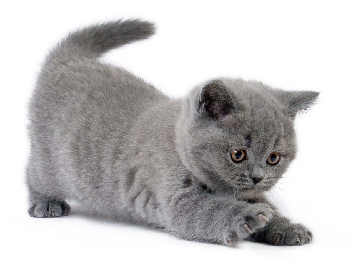 cucciolo british shorthair