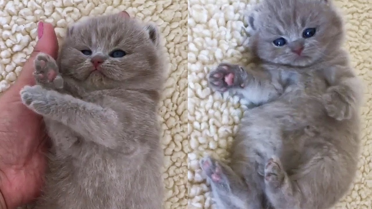 cuccioli british shorthair