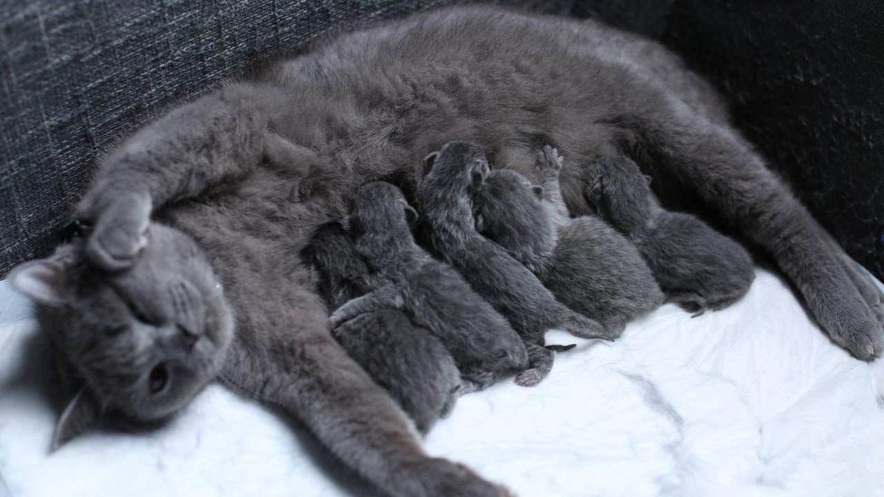 british shorthair partorisce i suoi piccoli