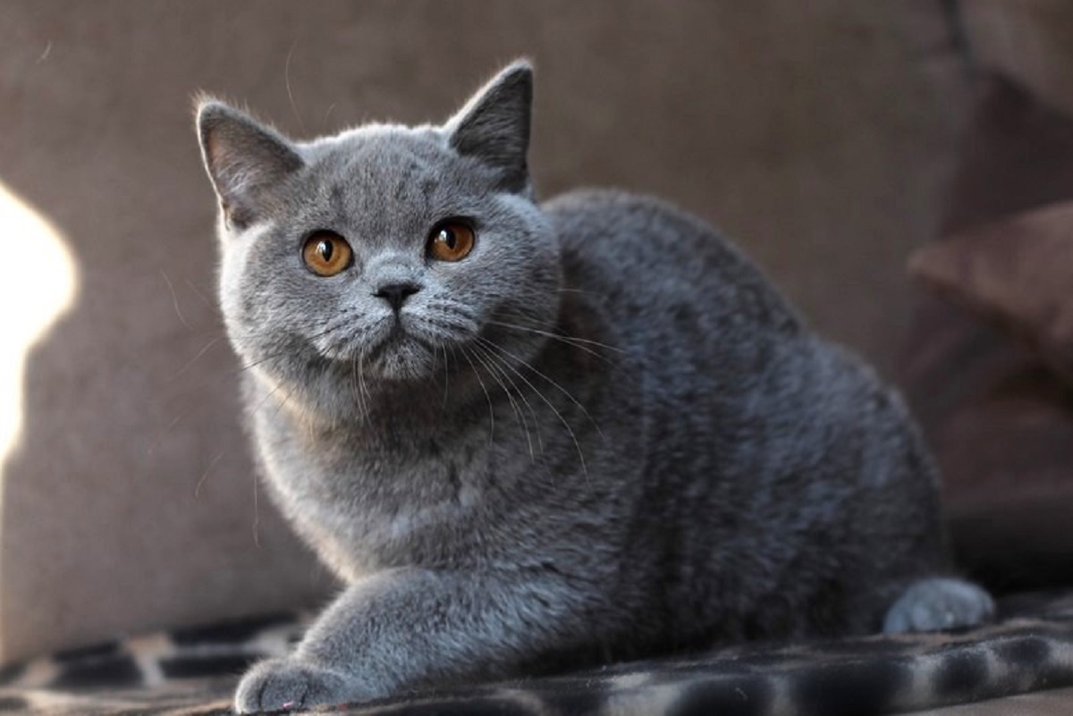 Gestazione dei gatti British Shorthair