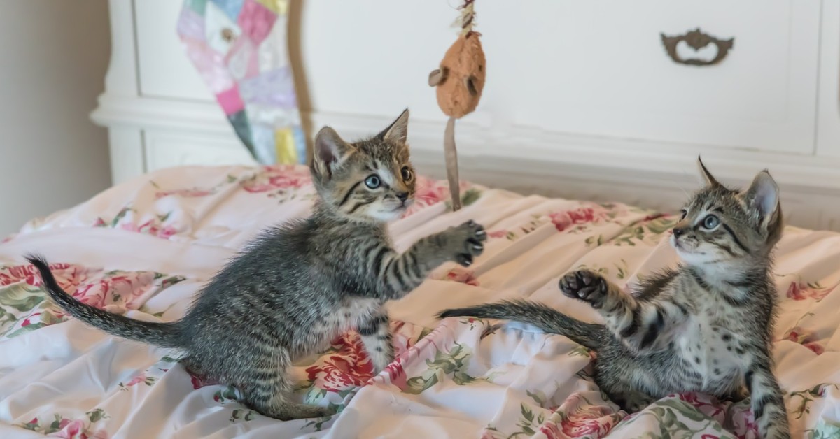 A che età i gatti smettono di giocare