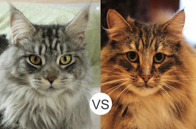 Gatto Norvegese vs Maine Coon: differenze