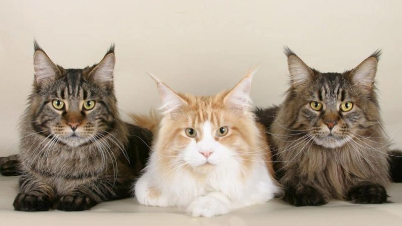 Gatto Norvegese vs Maine Coon: differenze