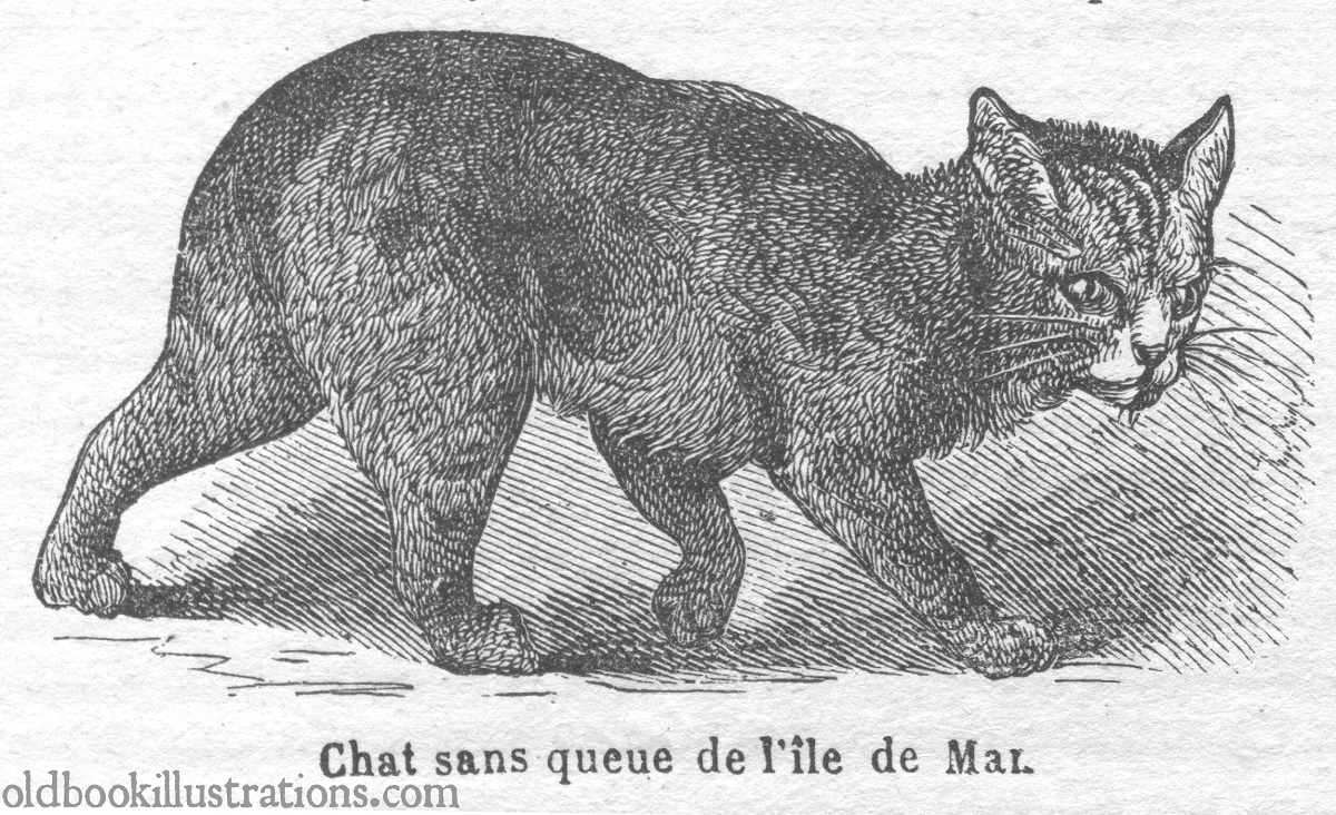 manx illustrazione antica