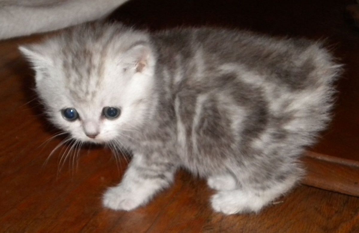 cucciolo di gatto manx