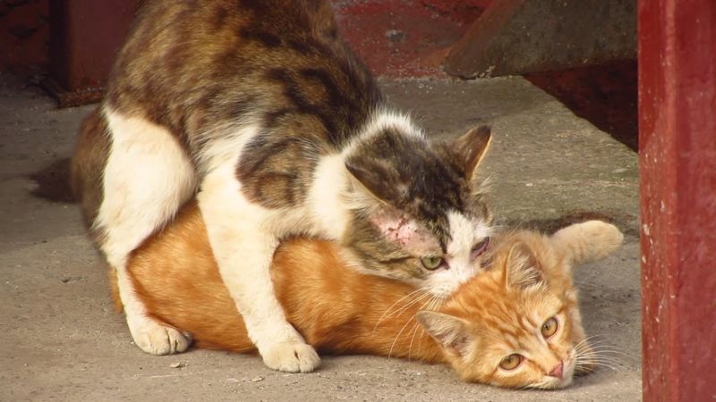 Comportamento del gatto in calore