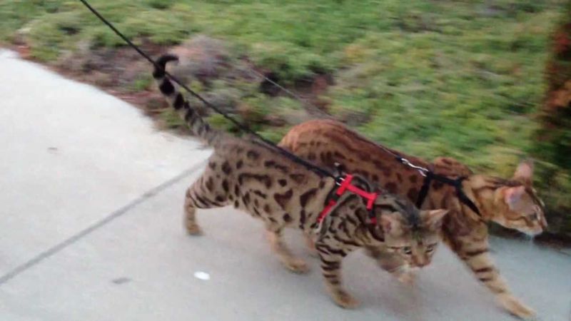 Gatto del Bengala al guinzaglio: come addestrarlo