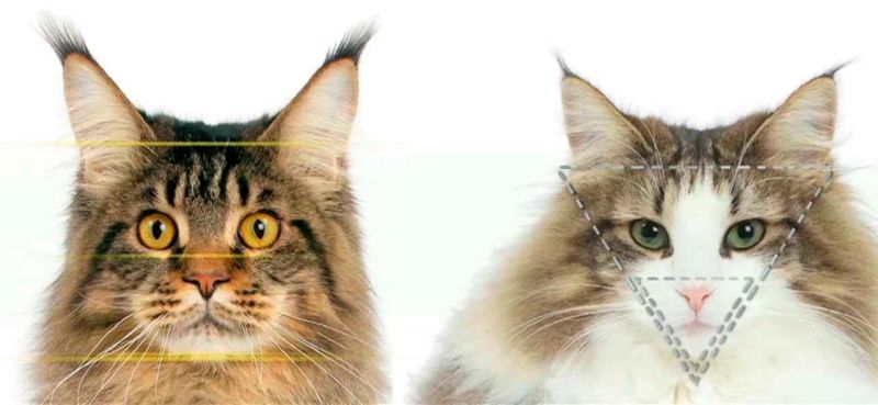 Gatto Norvegese vs Maine Coon: differenze