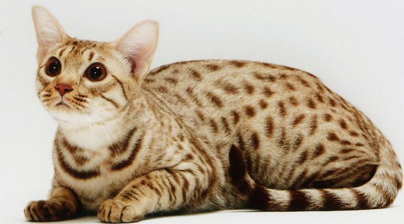 Ocicat il gatto contro le allergie