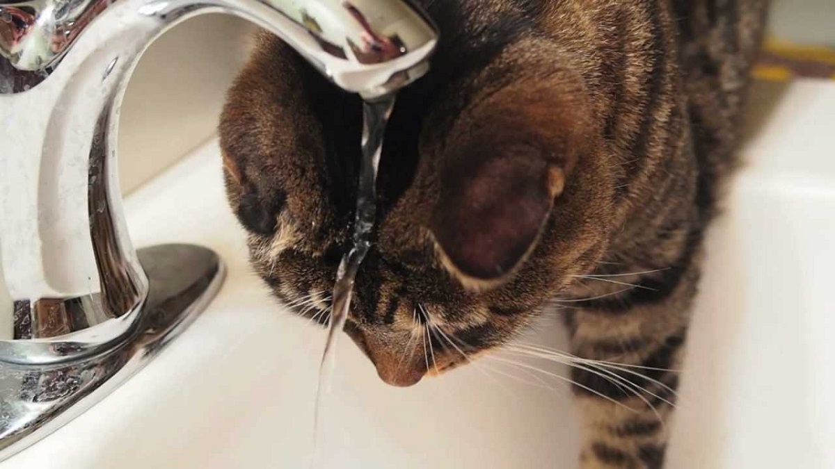 gatto passa la testa sotto il rubinetto