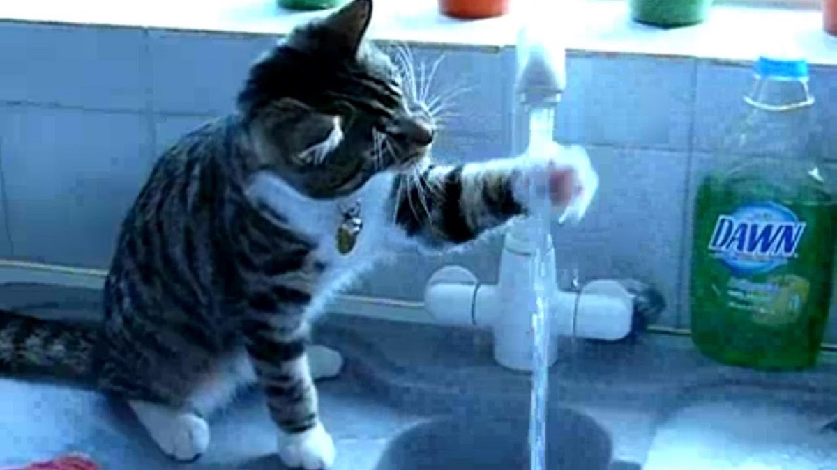 gatto passa zampa sotto l'acqua