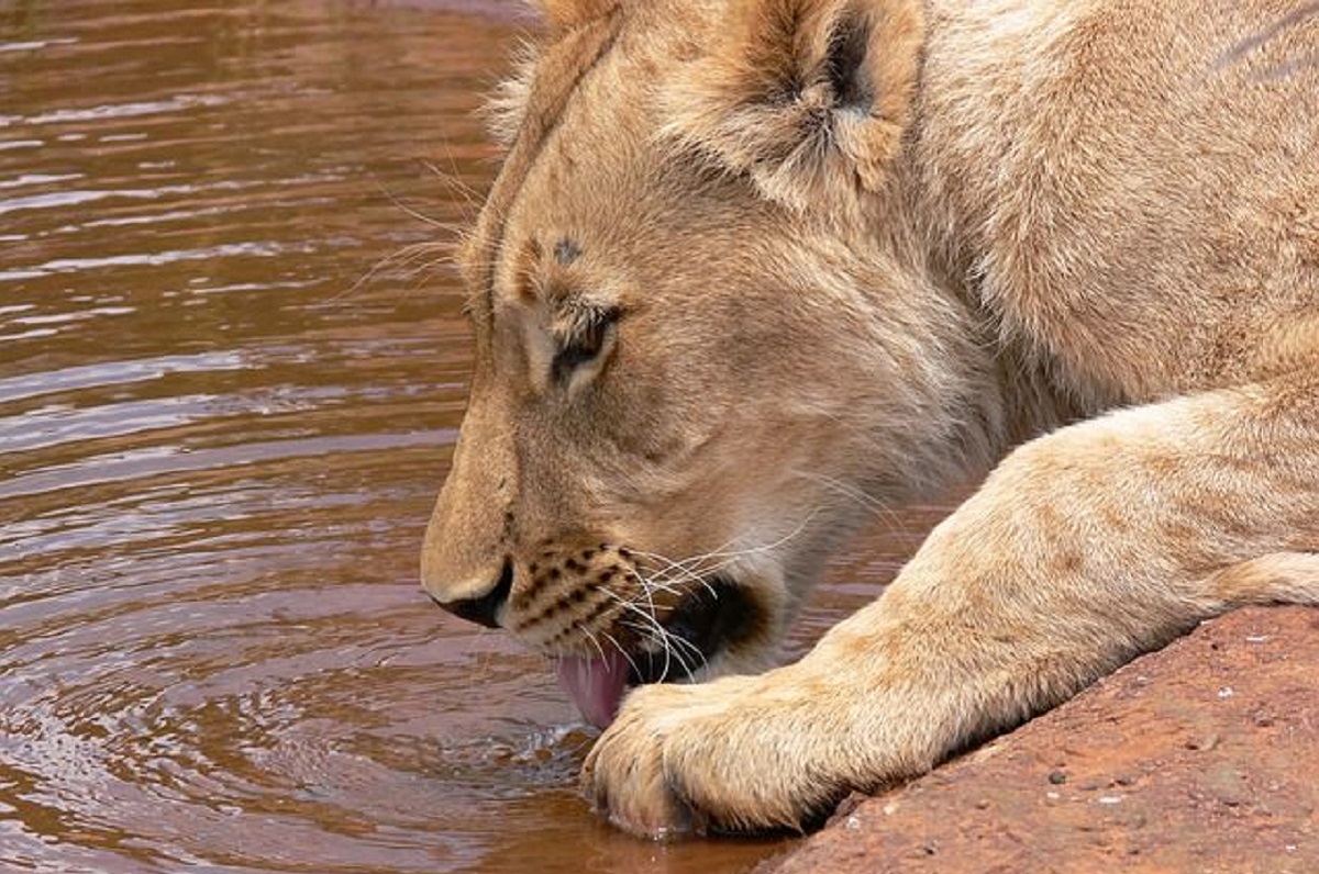 leone beve da pozza d'acqua