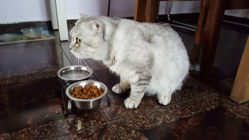 Scottish Fold: alimentazione ideale