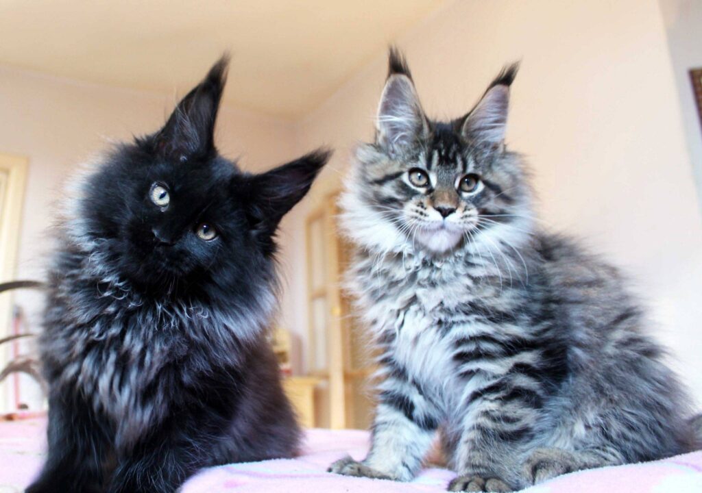 Come scegliere un cucciolo di Maine Coon