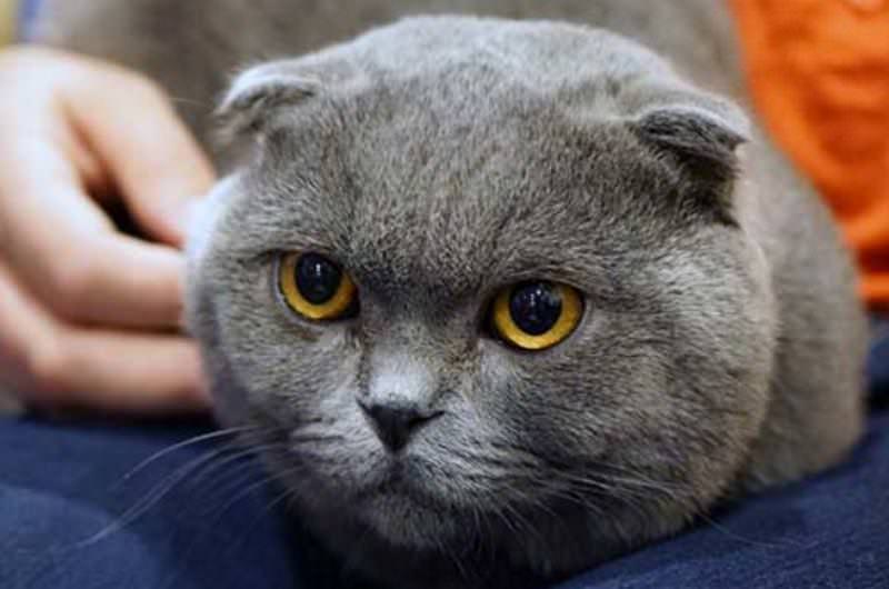 Scottish Fold: tabella di peso