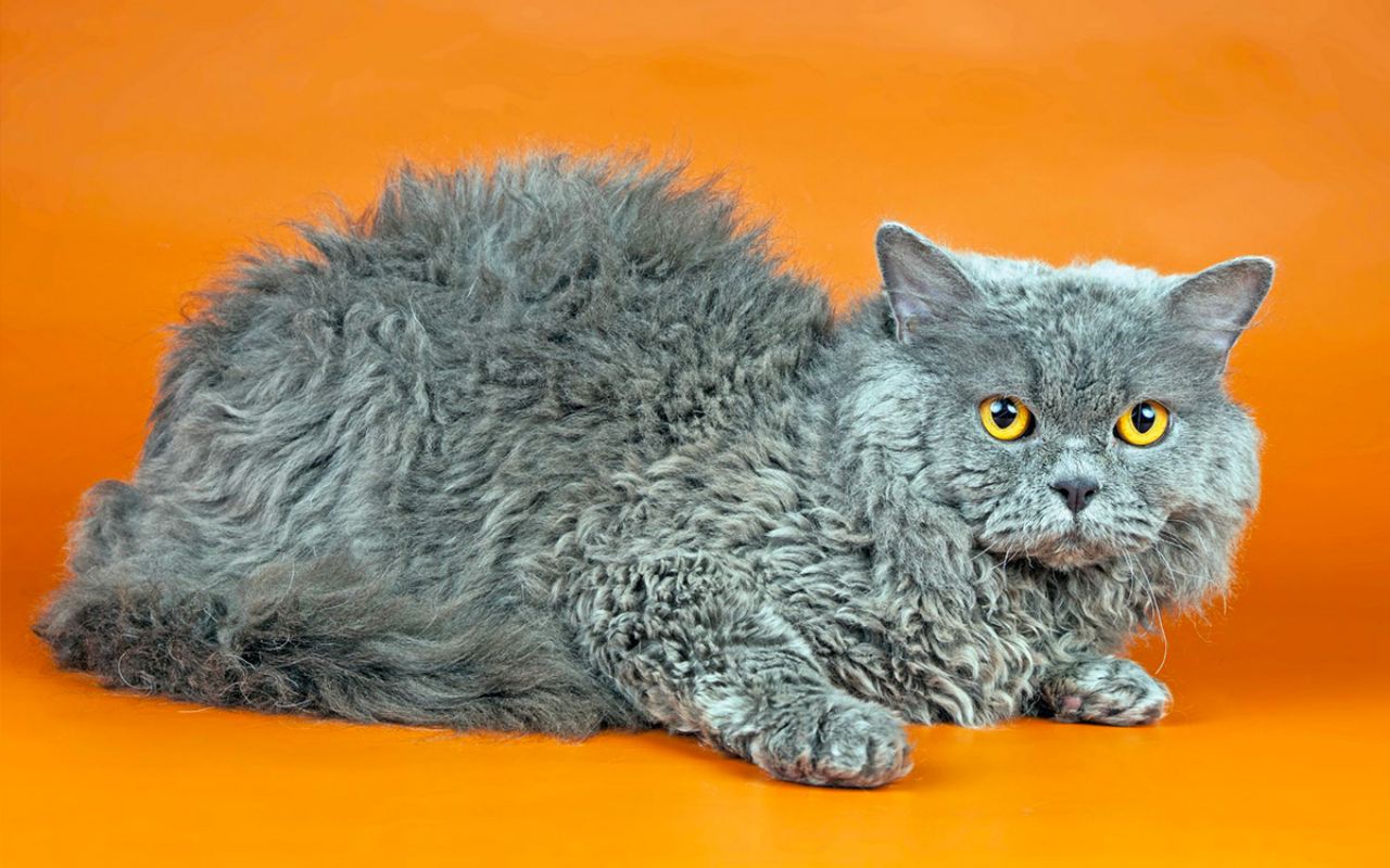 gatto grigio col pelo riccio