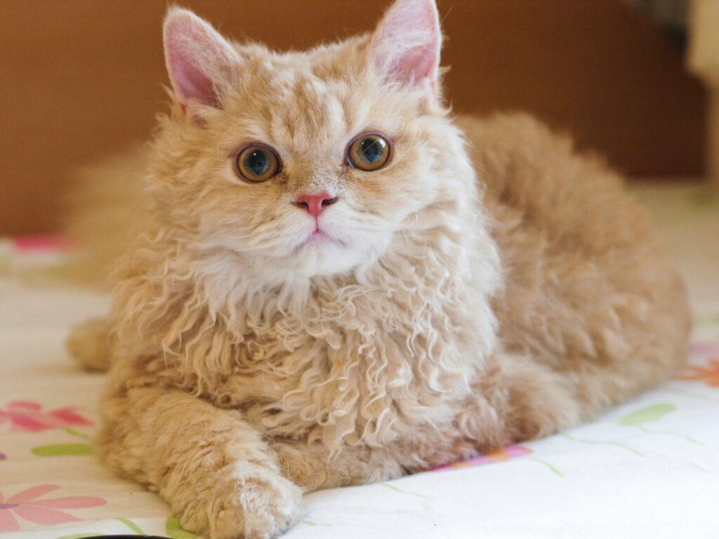 Selkirk Rex, problemi di salute comuni nell’insolito gatto dal pelo riccio