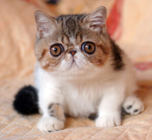 Exotic Shorthair: prendersi cura del gatto