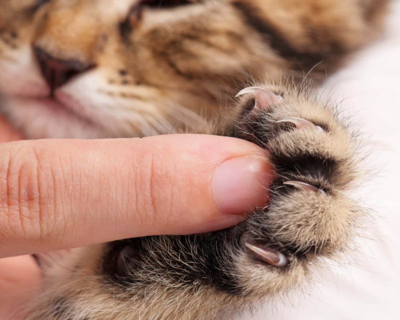 Scottish Fold: cura delle unghie