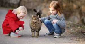 Gatto norvegese e bambini: come si comporta