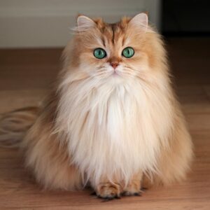 British Longhair: immagini e foto bellissime