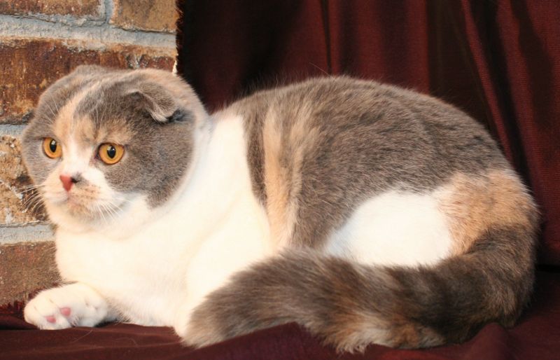 Scottish Fold: tutti i colori