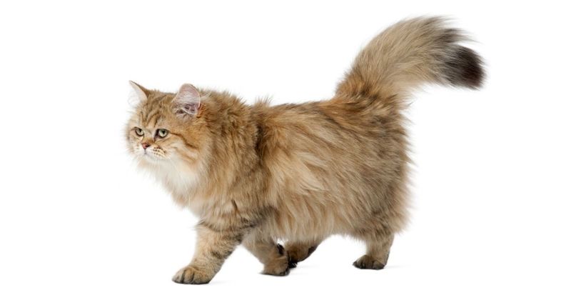 British Longhair: immagini e foto bellissime