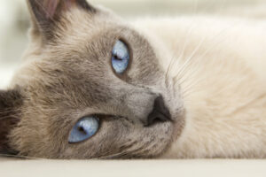 Siamese Blue Point: caratteristiche e foto