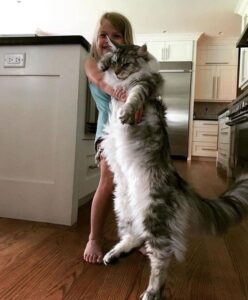 Maine Coon aggressivo: cosa fare