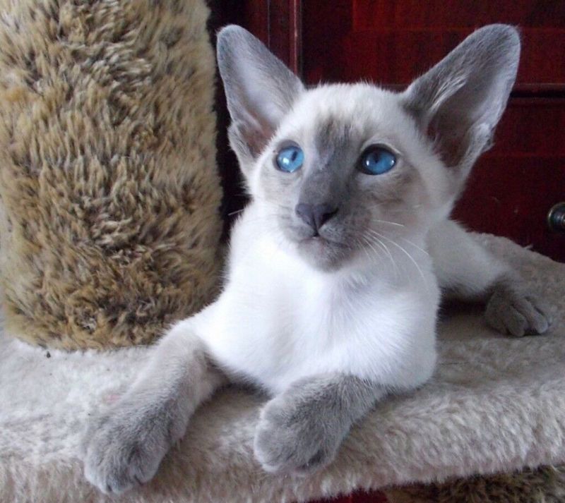 Siamese Blue Point: caratteristiche e foto