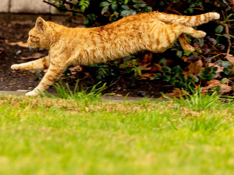 Il mio gatto ha la pancia: in realtà è la custodia primordiale