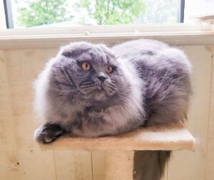 Scottish Fold: tutti i colori